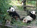 Pandas (014)
